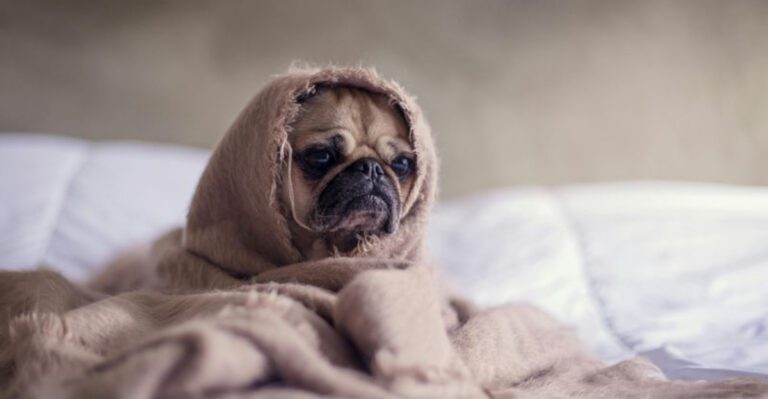 14 Little Dog Breeds With Big Hearts and Endless Affection dog news