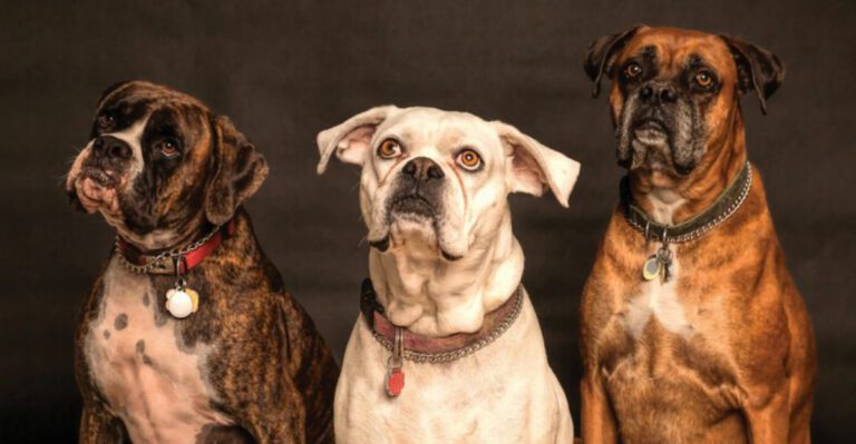 14 Overlooked Dog Breeds That Often Struggle to Get Adopted dog news
