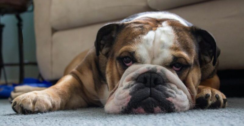 14 Quiet and Apartment Friendly Dog Breeds That Are Unlikely to Disturb Neighbors