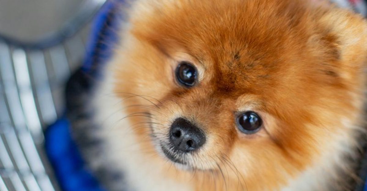 14 Small Dog Types That Think Theyre Giants And The Grooming They Really Need