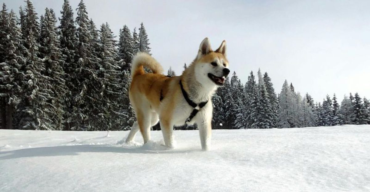 14 Snow Loving Northern Breeds That Struggle In Hot Cities But Shine In Cold Climates