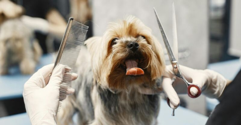 14 Things Every Long Haired Dog Owner Must Do To Prevent Painful Tangles