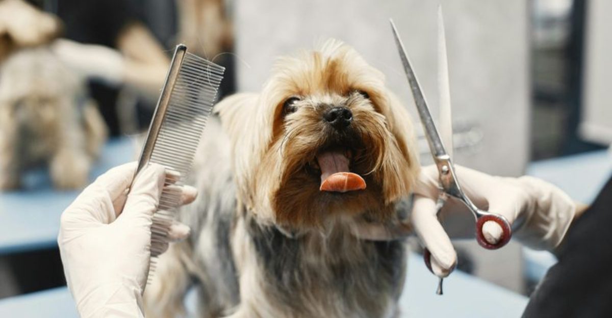 14 Things Every Long Haired Dog Owner Must Do To Prevent Painful Tangles