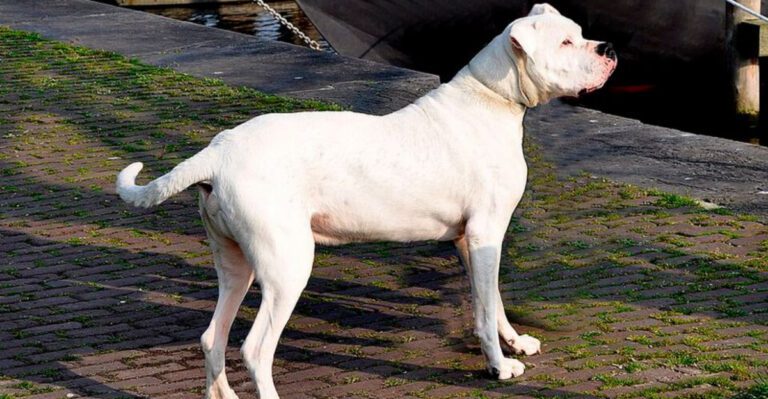 14 of the Bravest Dog Breeds Ever Known dog news