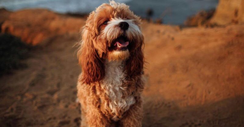 15 Adorable Doodle Dog Mixes That Everyone Is Falling in Love With