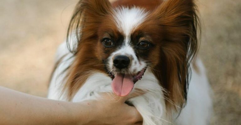 15 Cuddly Dog Breeds That Enjoy Staying Close to Their Owners dog news