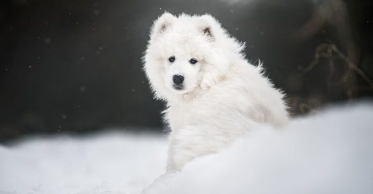 15 Dog Breeds That Come with the Highest Lifetime Care Costs dog news