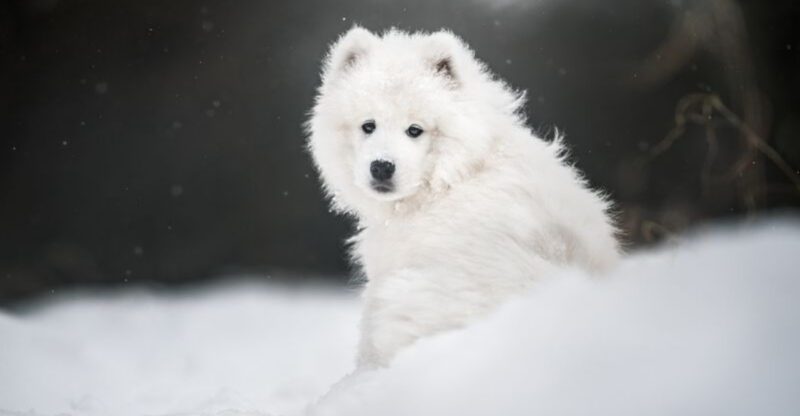 15 Dog Breeds That Come with the Highest Lifetime Care Costs