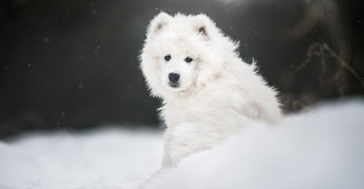 15 Dog Breeds That Come with the Highest Lifetime Care Costs