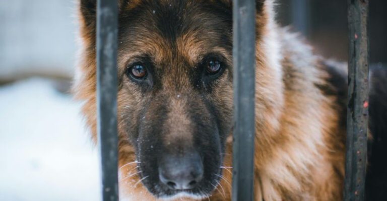 15 Dog Breeds That Rarely Get Adopted and Too Often End Up Growing Old in Shelters dog news