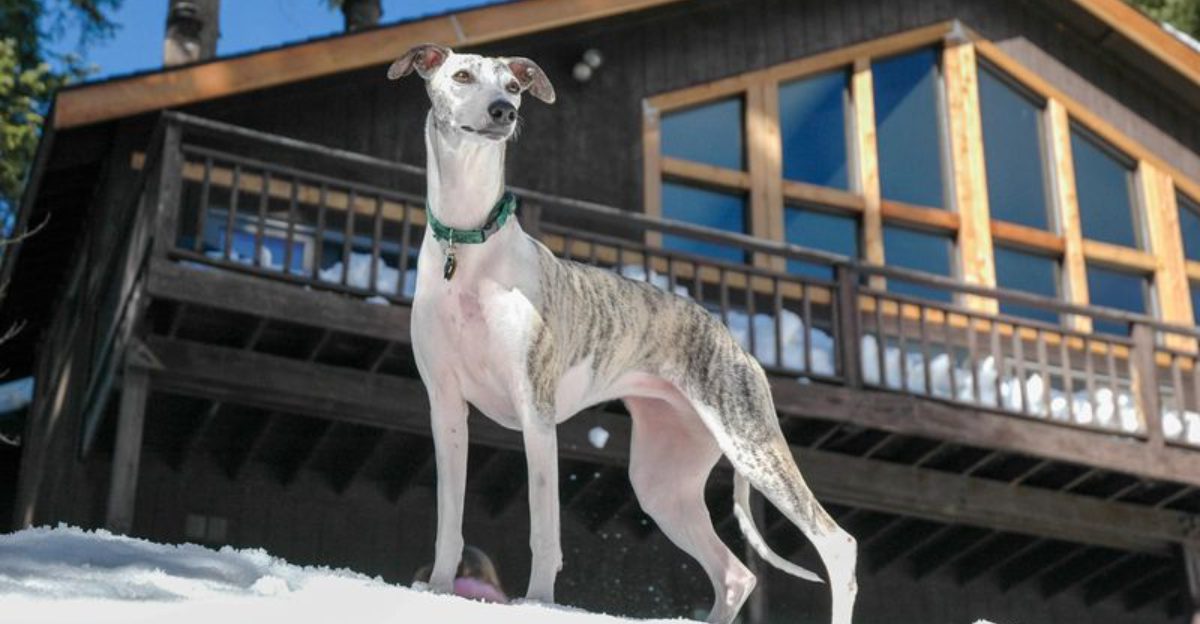 15 Dog Breeds That Use Body Language More Than Barking To Communicate