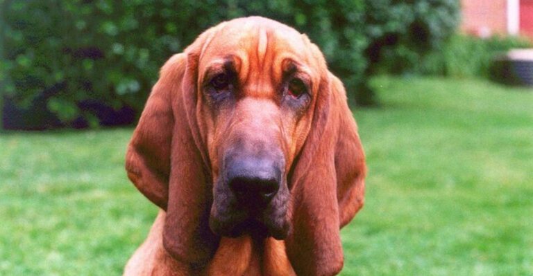 15 Dog Breeds with Exceptional Scent Tracking Abilities dog news