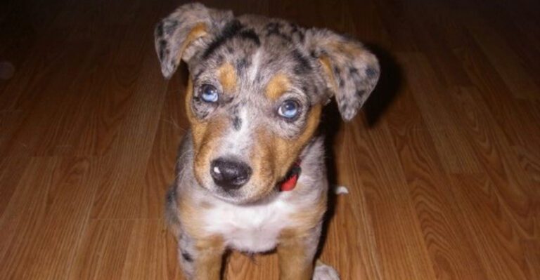 15 Dog Breeds with Stunning Eyes dog news