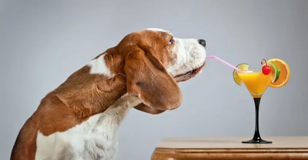 15 Everyday Household Items That Are Surprisingly Toxic to Dogs