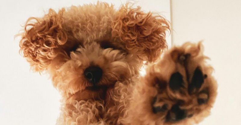15 Fluffy Dog Types That Need More Grooming Than First Time Owners Expect