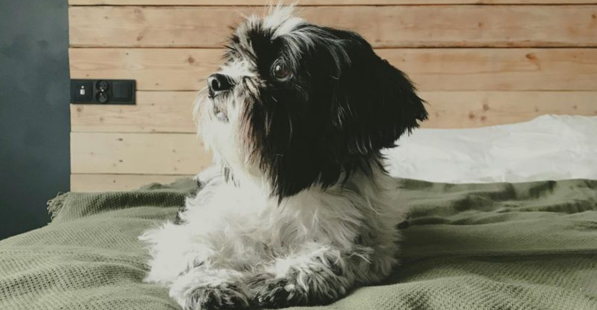 15 Gentle Dog Breeds Known for Their Calm Temperaments