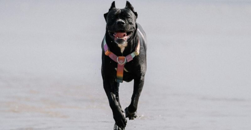 15 Guardian Dog Breeds Known for Their Protective Nature