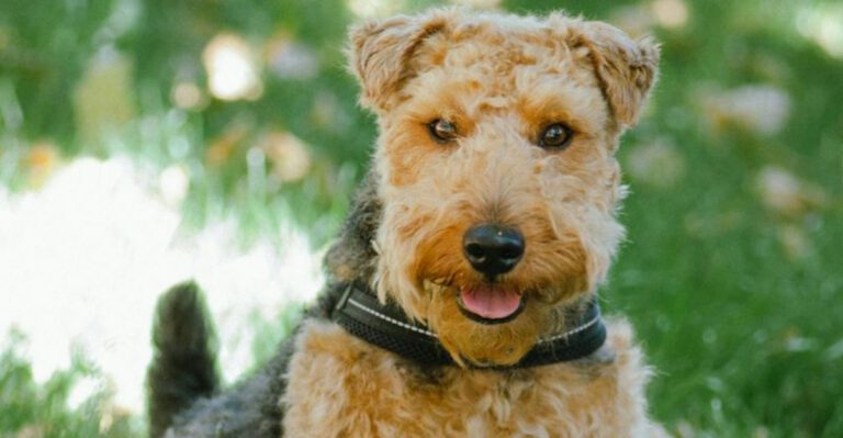 15 Highly Intelligent Small Dog Breeds with Impressive Brains and Sharp Instincts dog news