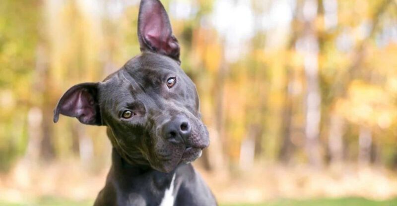 15 Quiet and Remarkably Subtle Ways Dogs Watch Over and Care for Their Humans