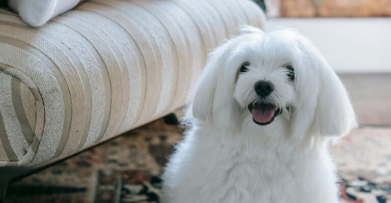 15 Sensitive Dog Breeds That Need Peaceful Homes And Gentle Patient Owners dog news