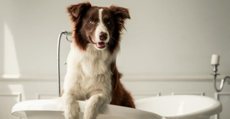 15 Simple Daily Habits That Make Your Dog Feel Truly Safe And Loved