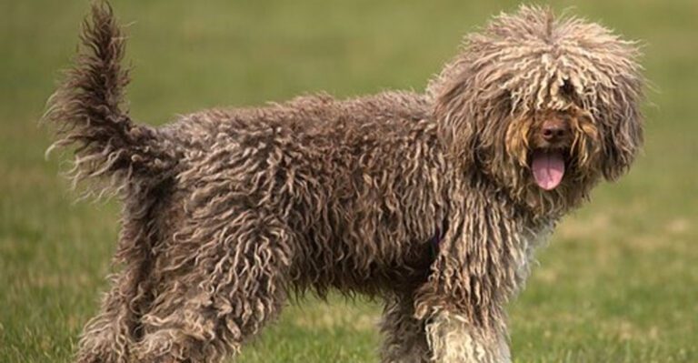 15 Ultra Rare Dog Breeds Youll Almost Never Spot in Everyday Life dog news