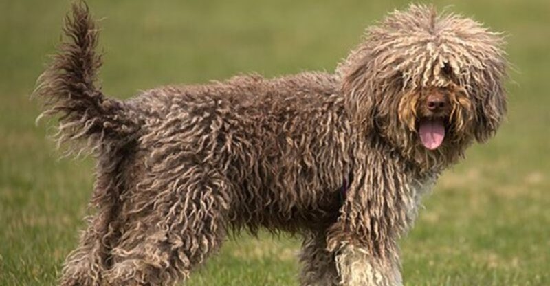 15 Ultra Rare Dog Breeds Youll Almost Never Spot in Everyday Life