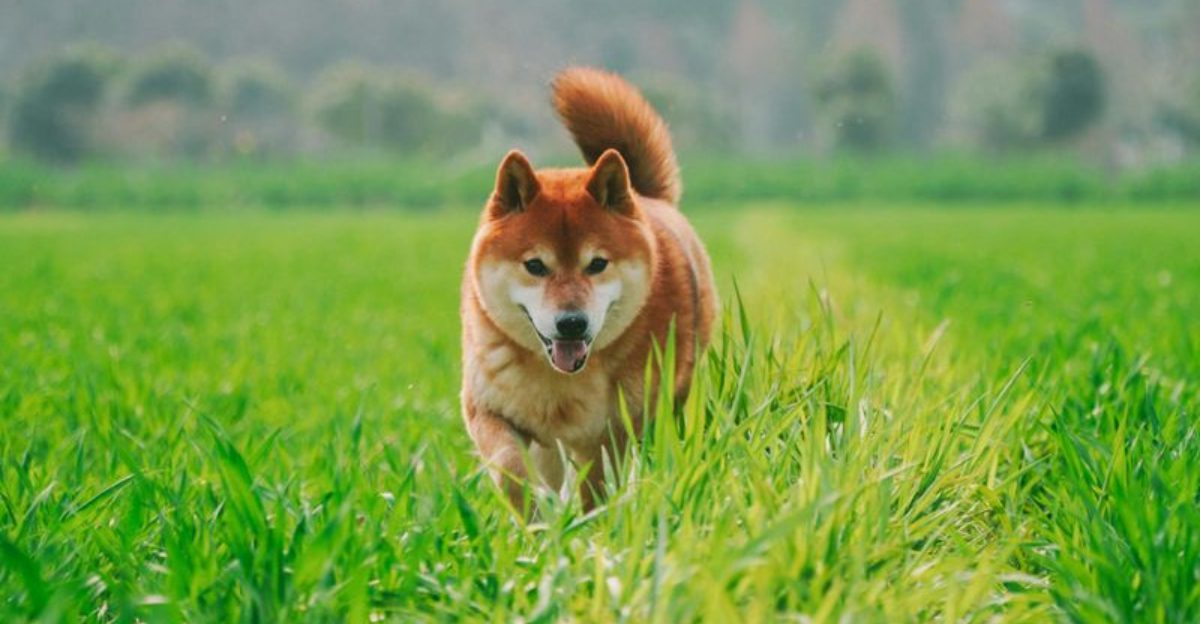 16 Challenging Dog Breeds That Arent Ideal for Impatient Owners