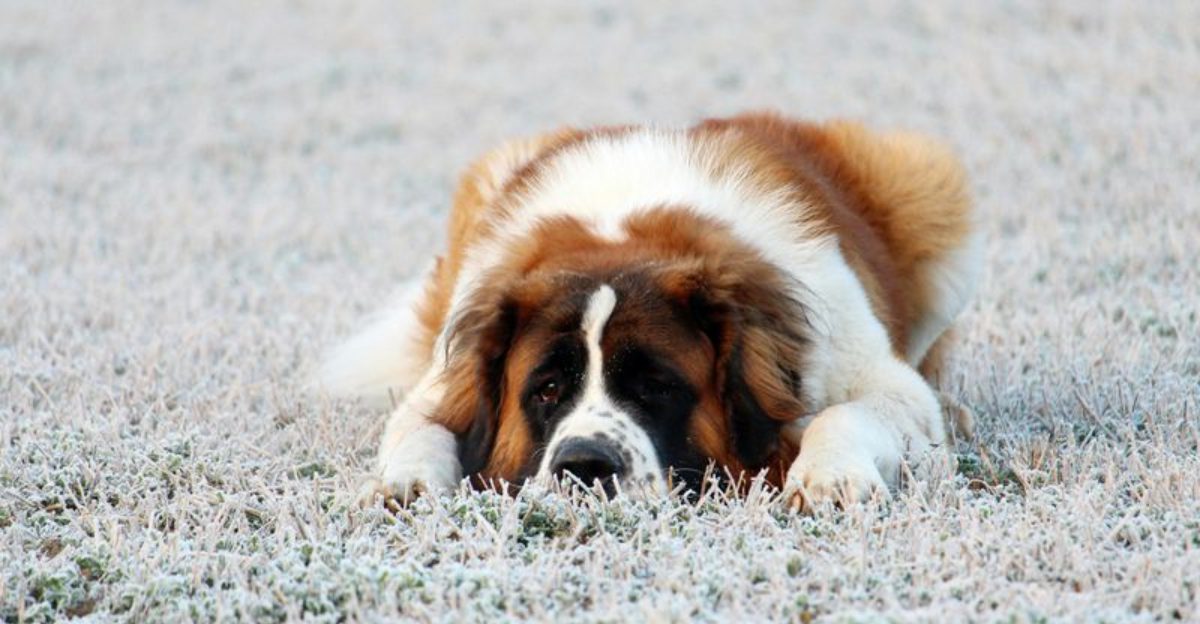 16 Chill Dog Breeds That Are Happy to Take Life Slow