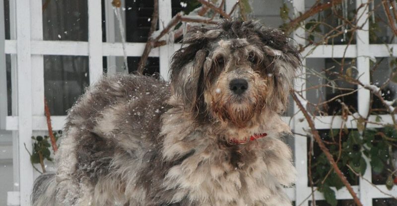 16 Delightfully Quirky Dog Breeds That Win Hearts with Their Unique Charms