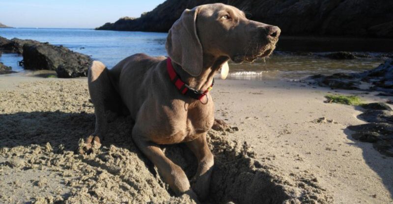 16 Dog Breeds Built for Adventure With Owners Who Never Stay Put