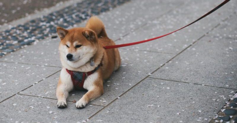 16 Dog Breeds That Should Always Stay On Leash No Matter Their Training Level