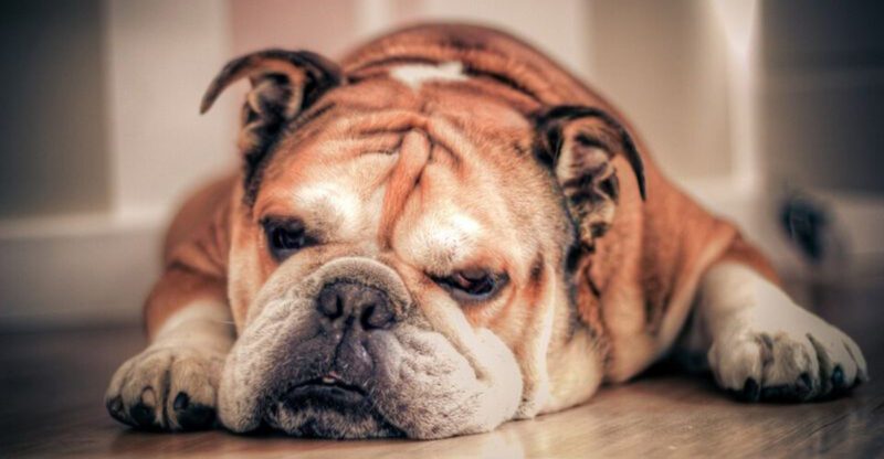 16 Dog Breeds That Would Rather Snooze All Day Than Do Anything Else