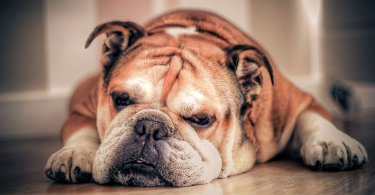 16 Dog Breeds That Would Rather Snooze All Day Than Do Anything Else