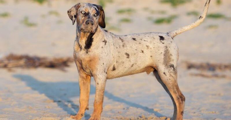 16 Dog Breeds with a Higher Bite Risk—Is Your Favorite Among Them