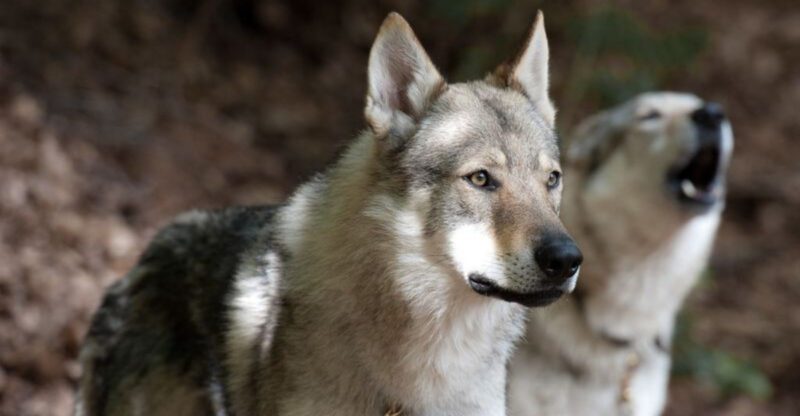 16 Dog Types That Exist In One Country Almost No One Else Knows About