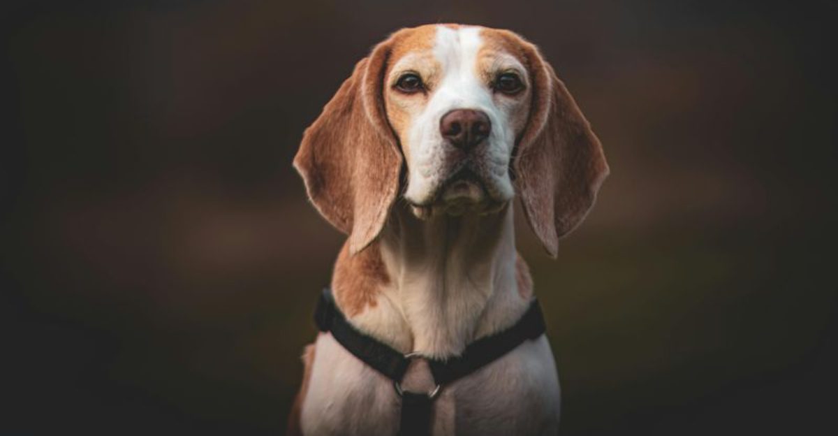 16 Dog Types That Turn Into Velcro Dogs And Stick To You All Day