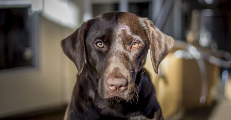 16 Heavy Shedding Dog Breeds That Shed a Lot and 10 That Shed Very Little dog news
