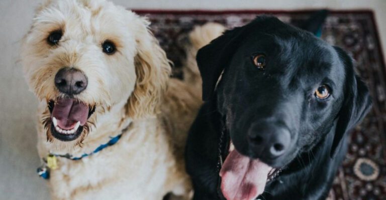16 Incredible Things Dogs Can Detect That Humans Never Notice dog news