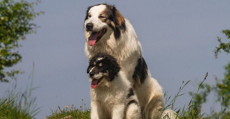 16 Incredibly Powerful Dog Breeds Strong Enough to Pull a Truck