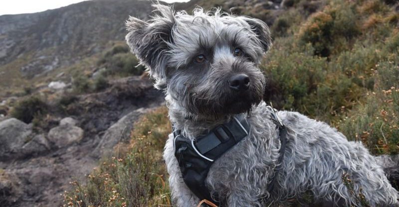 16 Laid Back Dog Breeds That Would Happily Join You for Every Netflix Marathon