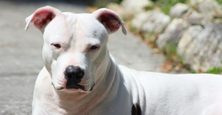 16 Powerful Dog Breeds That Carry a Bold and Fearsome Reputation dog news