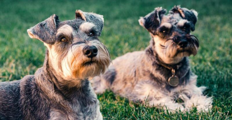 16 Protective Dog Breeds Families Trust to Guard the Home