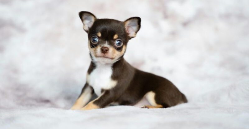 16 Small Dog Breeds That Can Be Tough for First Time Owners Plus 4 That Are Surprisingly Easy