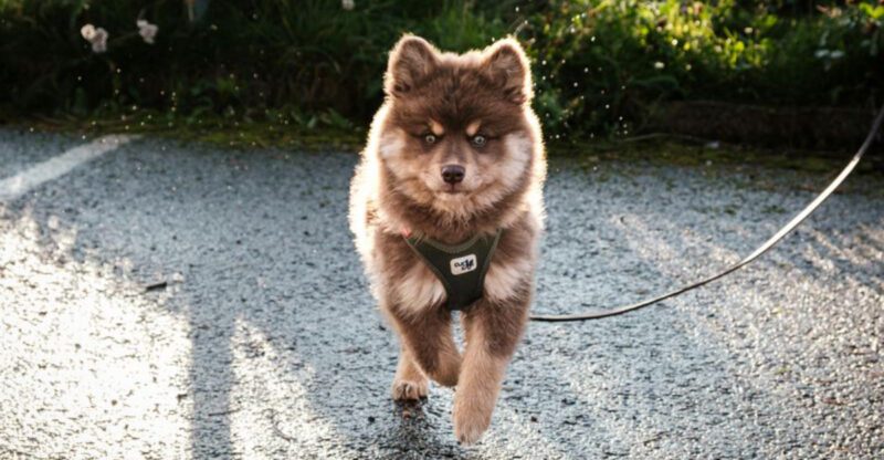 16 Sweet Natured Dog Breeds That Show Love to Everyone They Meet