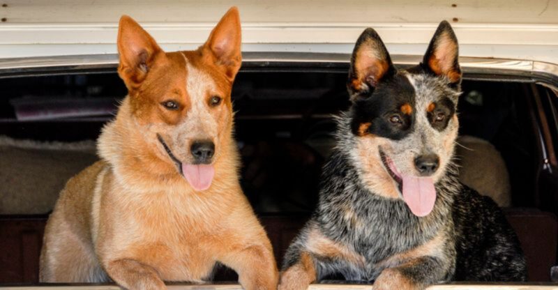 17 Adventure Ready Dog Breeds That Thrive on Road Trips