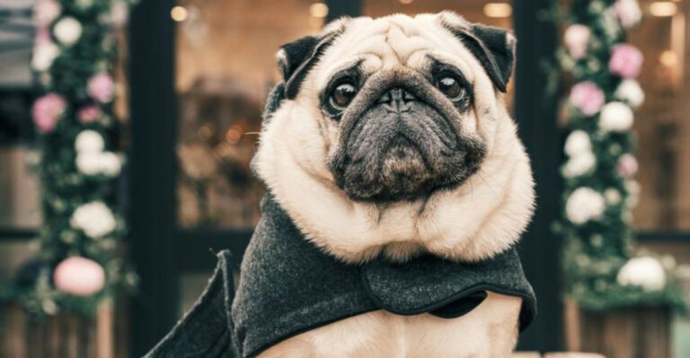 17 Dog Breeds That Stay Delightfully Tiny and Puppy Like Forever dog news