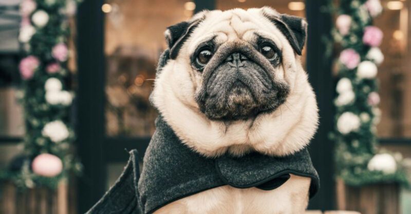 17 Dog Breeds That Stay Delightfully Tiny and Puppy Like Forever