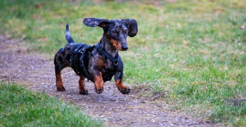 17 Dog Breeds With Walking Styles So Funny You Have To See Them