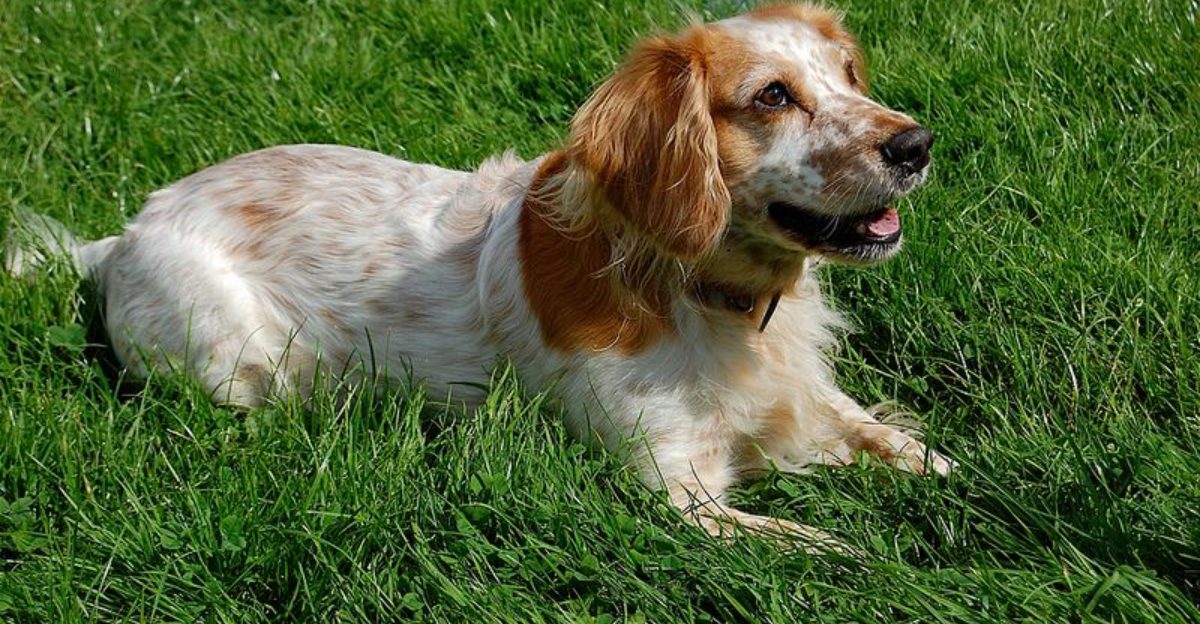 17 Dog Types That Show Love In Weird Ways And What Their Behavior Really Means